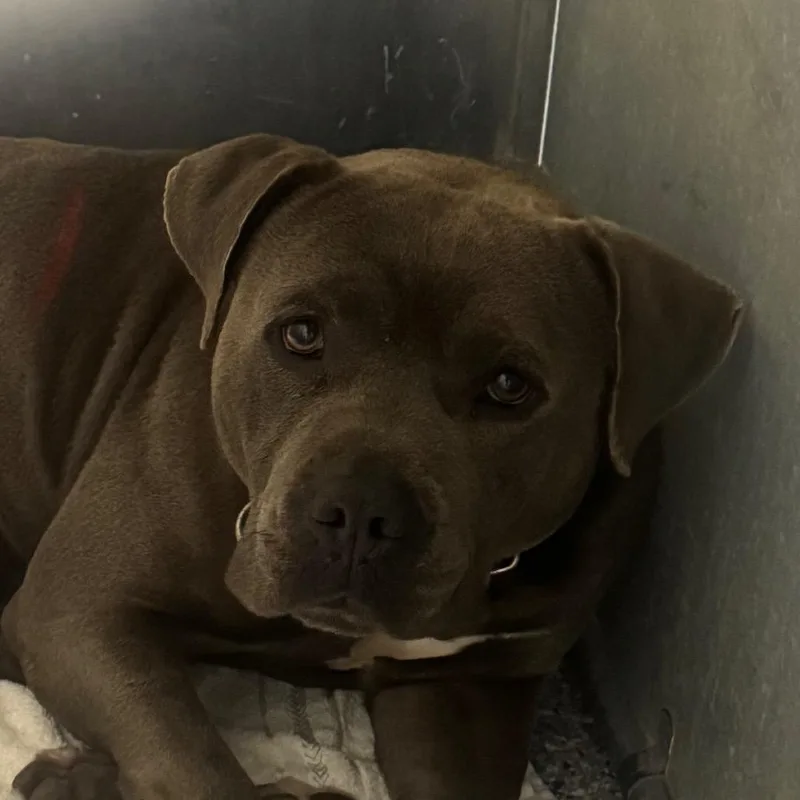 An adult medium-sized male Gray / Blue / Silver American Staffordshire Terrier dog named Kade for adoption in Greenville, SC