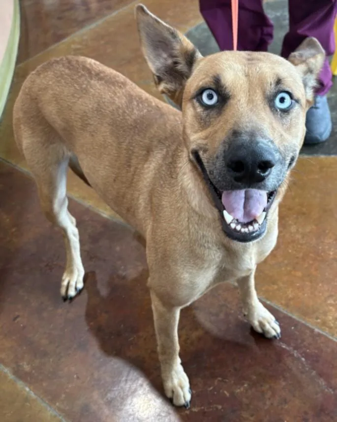 A young large-sized female Carolina Dog dog named Sniffy Longstocking for adoption in Texas City, TX