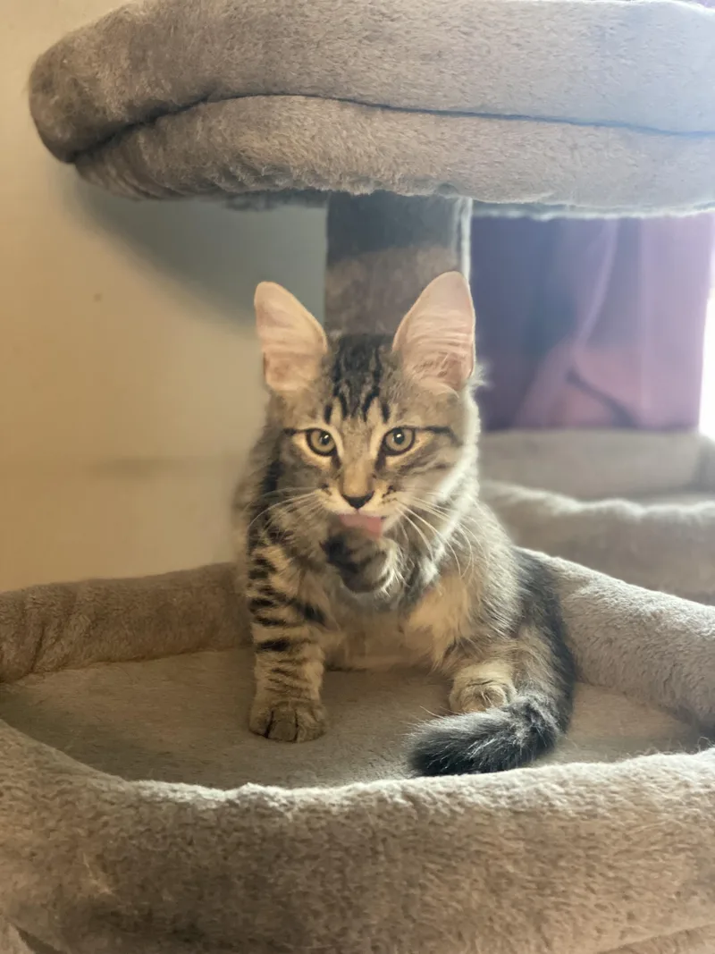 A young medium-sized male Black Domestic Medium Hair cat named Barcelona for adoption in Litchfield Park, AZ