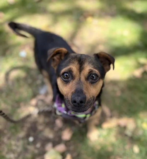 An adult small-sized male Terrier dog named Dale for adoption in Oakland, CA