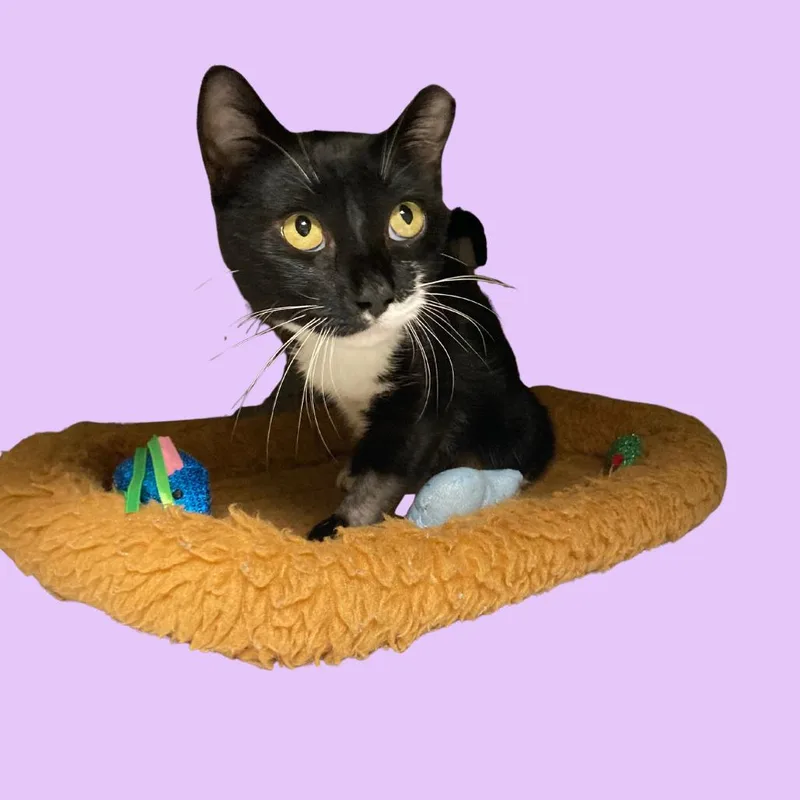 A young small-sized female Black Domestic Short Hair cat named Trappie for adoption in Blue Ridge, GA