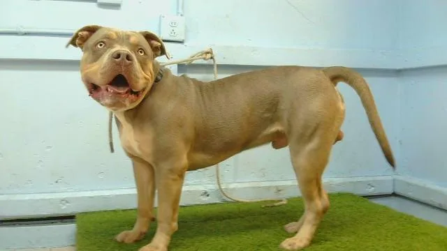 A young large-sized male American Bully dog named Diesel for adoption in Gardena, CA