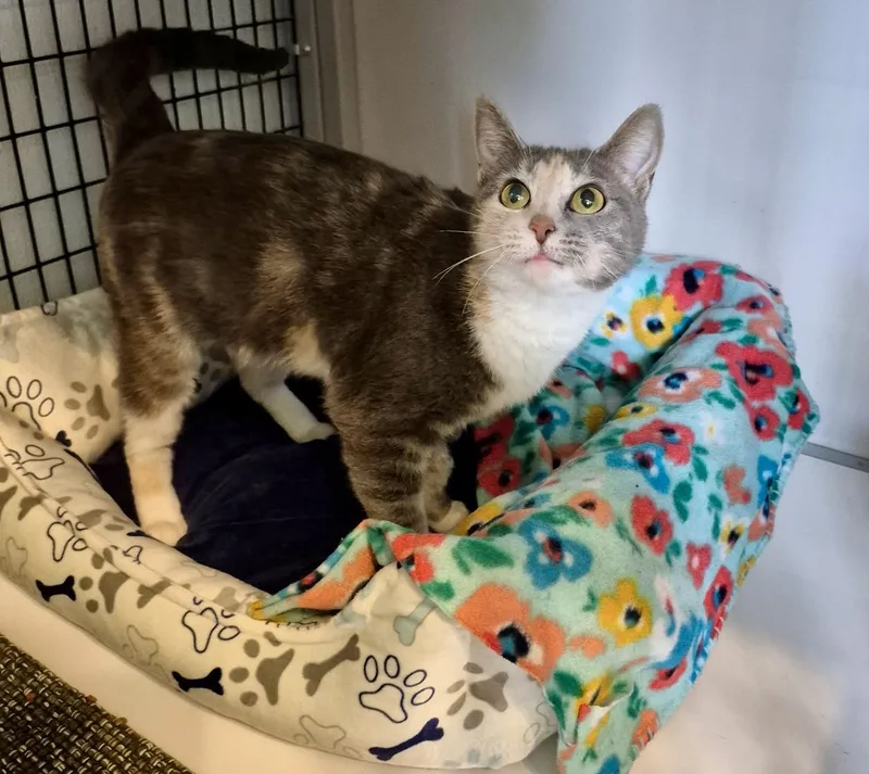 A young medium-sized female Dilute Calico Domestic Short Hair cat named Stella for adoption in Jeffersonville, IN