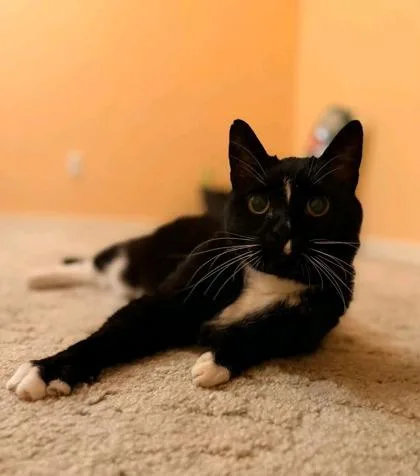 A senior medium-sized female Domestic Short Hair cat named Mondo for adoption in Springfield, MO