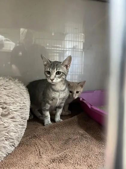A baby small-sized male Domestic Short Hair cat named Rj for adoption in Farmers Branch, TX