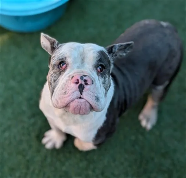 A young medium-sized male Mixed Breed dog named Dozer for adoption in Dallas, TX
