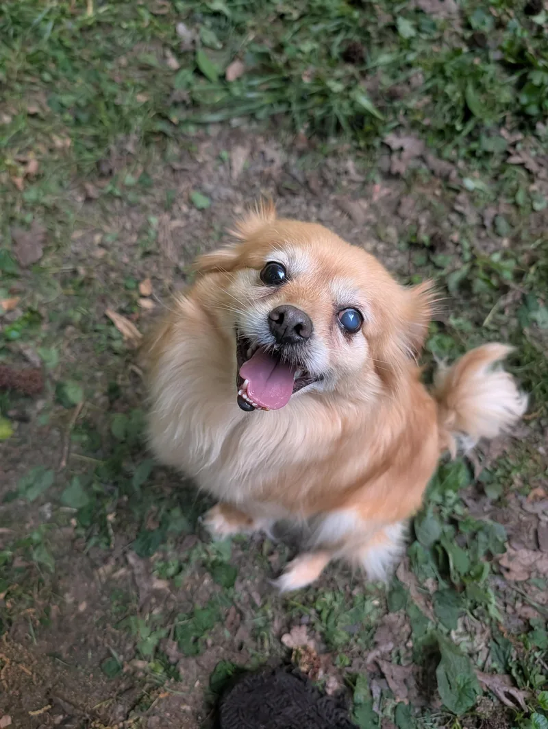 A young small-sized male Chihuahua dog named Sunny for adoption in Richmond, VA