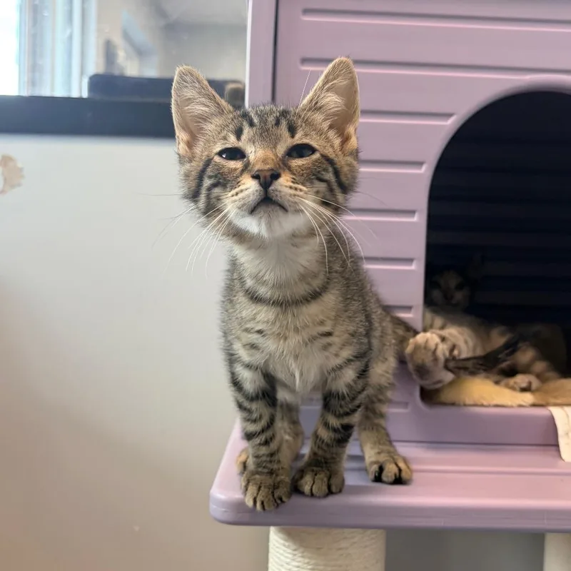 A baby small-sized male Black Domestic Short Hair cat named Rocky for adoption in Watertown, NY
