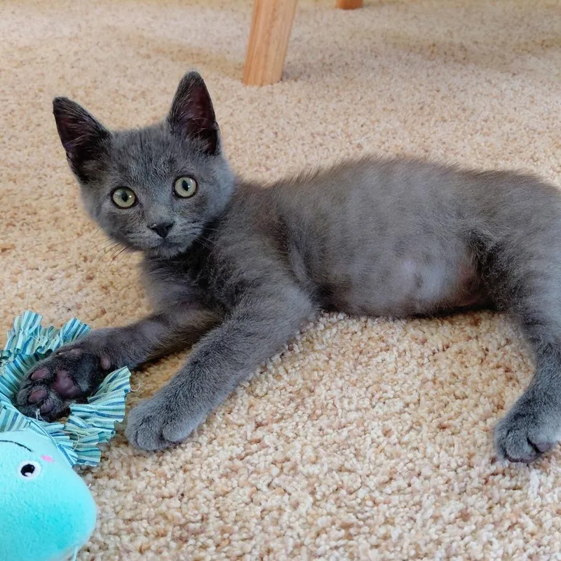 A baby small-sized male Gray / Blue / Silver Domestic Short Hair cat named Goodwill for adoption in Winston-Salem, NC