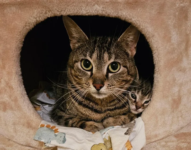 An adult medium-sized female Domestic Short Hair cat named Olive Yu for adoption in Hamilton, OH