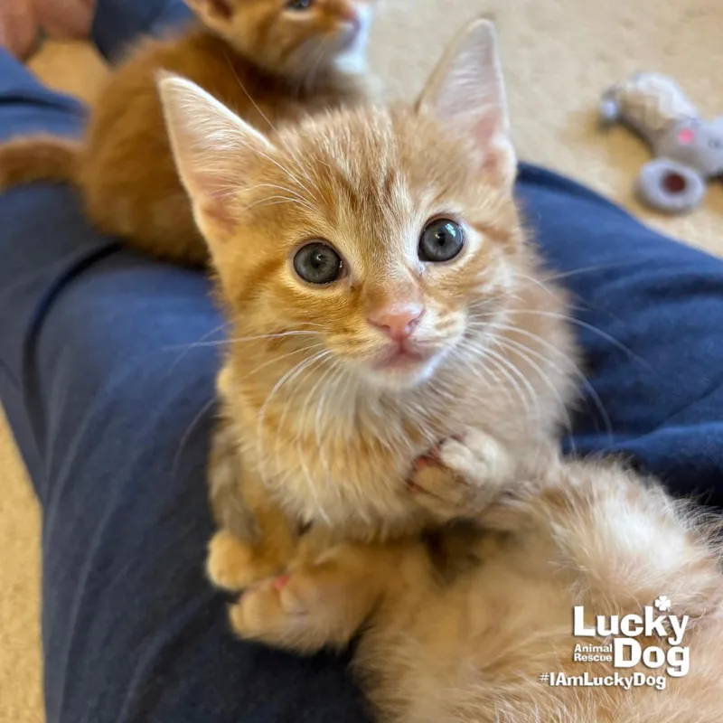 A baby medium-sized female Orange / Red Domestic Short Hair cat named Bitty Mj for adoption in Washington, DC
