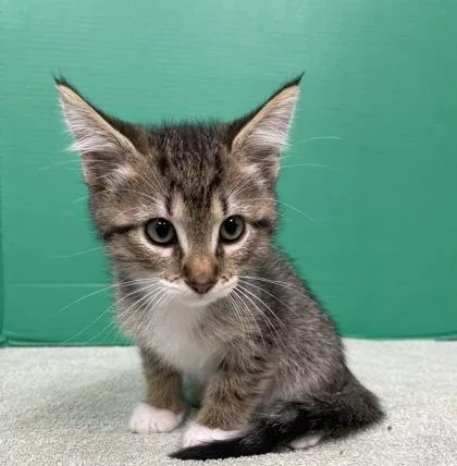 A baby small-sized male Domestic Short Hair cat named Que for adoption in Houston, TX