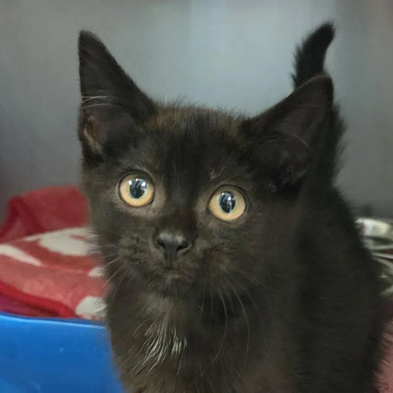 A baby medium-sized male Black Domestic Short Hair cat named Care Bear for adoption in Plover, WI