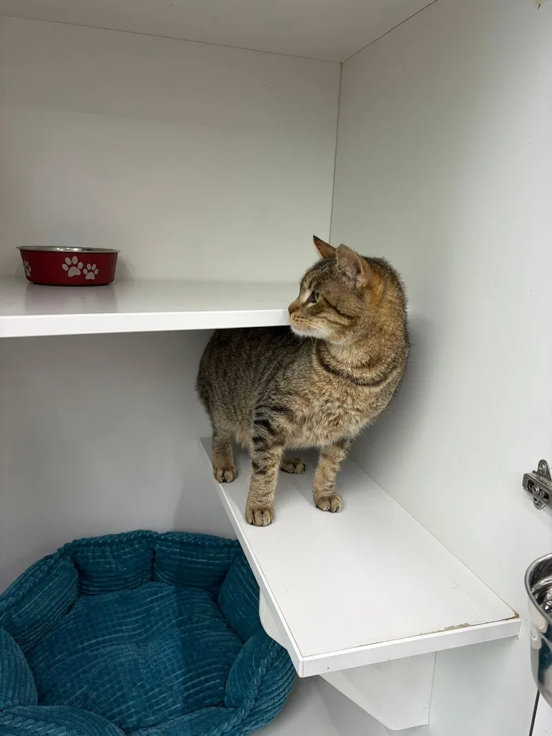 A senior medium-sized male Tabby (Tiger Striped) Domestic Short Hair cat named Maverick for adoption in Midlothian, TX