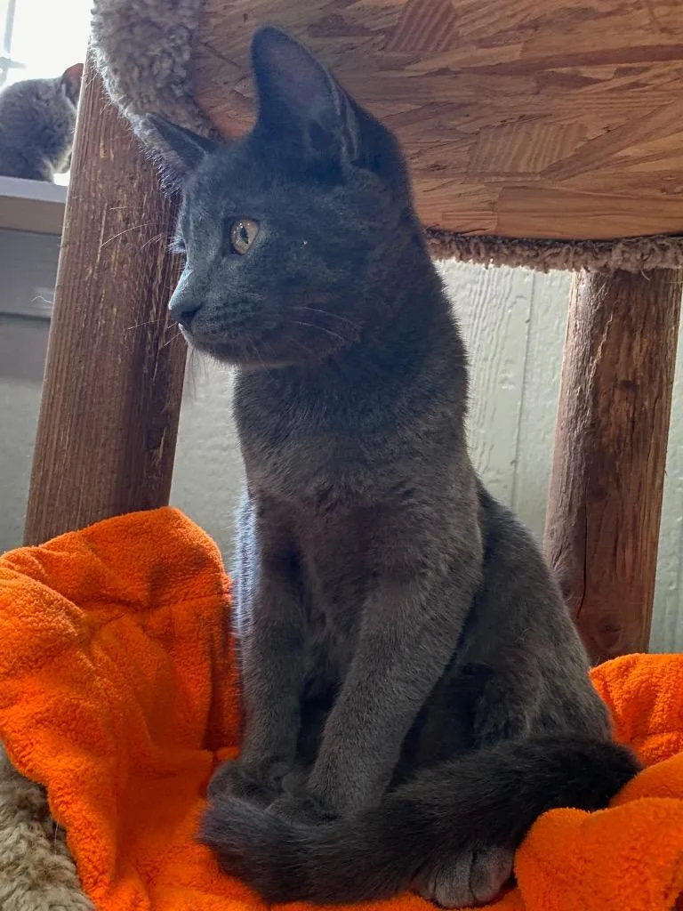 A baby small-sized male Domestic Short Hair cat named Crowly for adoption in Murphysboro, IL