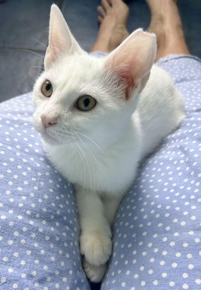 A young medium-sized male Domestic Short Hair cat named SnowyChristiana Petsmart for adoption in Greenville, DE