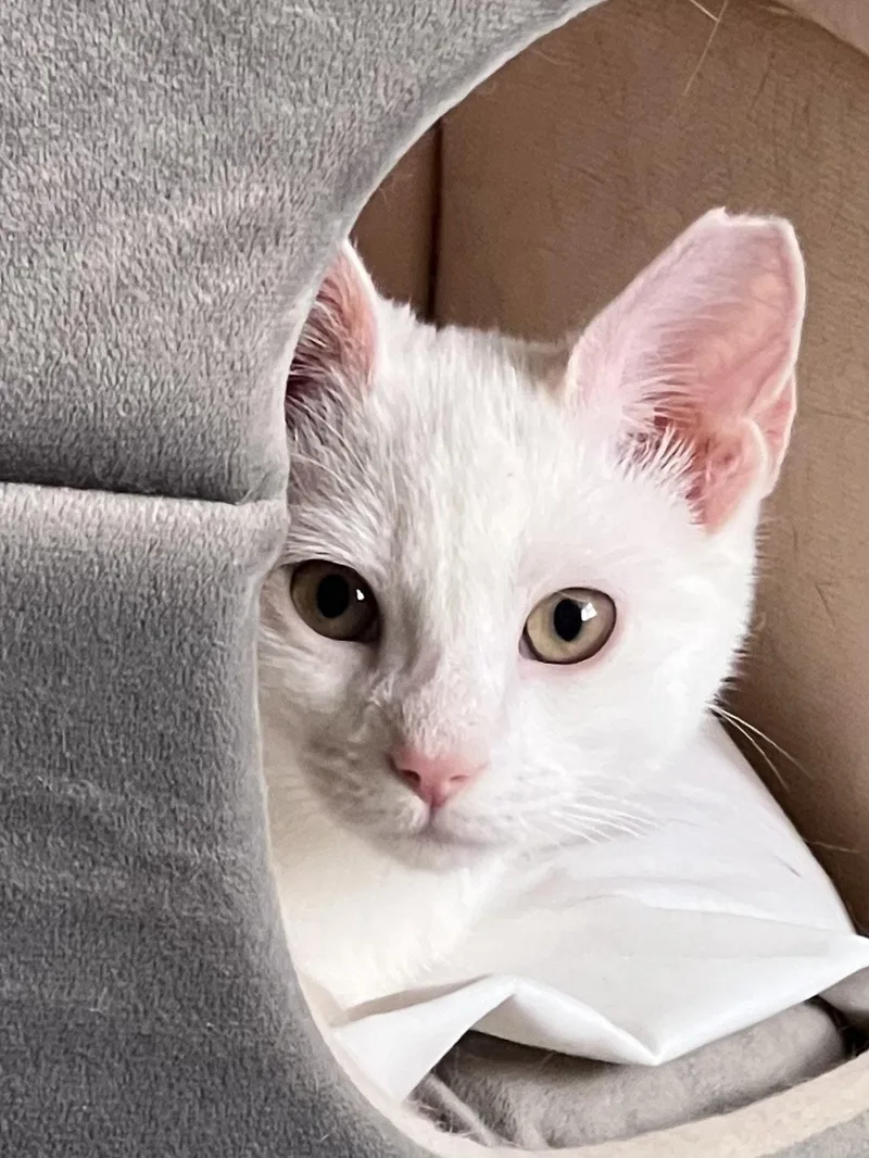 SnowyChristiana Petsmart thumbnail 2