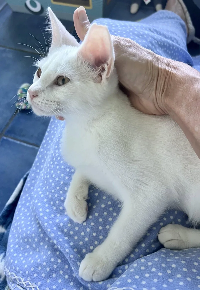 SnowyChristiana Petsmart thumbnail 3