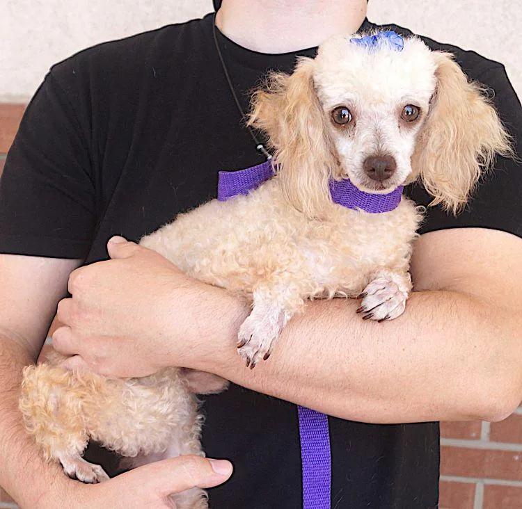 An adult small-sized male Apricot / Beige Poodle dog named Napoleon for adoption in Carrollton, TX