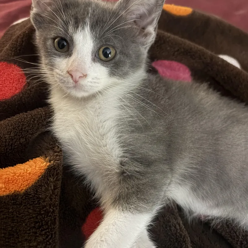 A baby medium-sized female Gray & White Domestic Short Hair cat named Egg for adoption in Muncie, IN