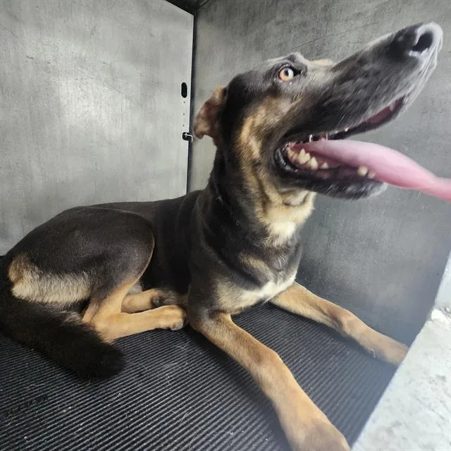 A young large-sized male Labrador Retriever dog named Dean for adoption in San Antonio, TX