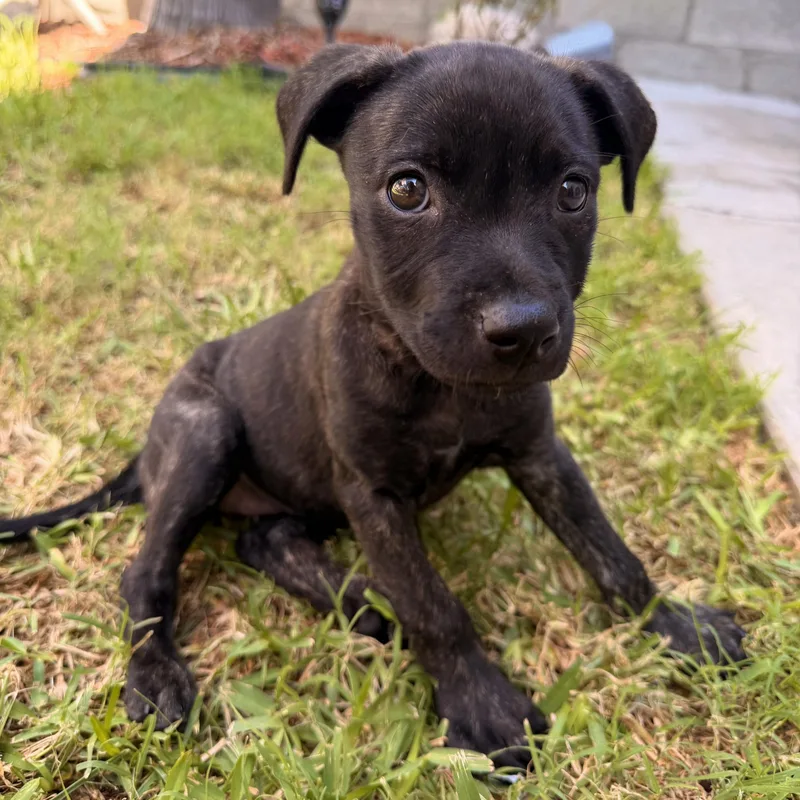 A baby medium-sized female Black Mixed Breed dog named Lana for adoption in Whittier, CA
