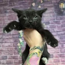 A baby small-sized female Black Domestic Short Hair cat named Salad for adoption in Fort Collins, CO