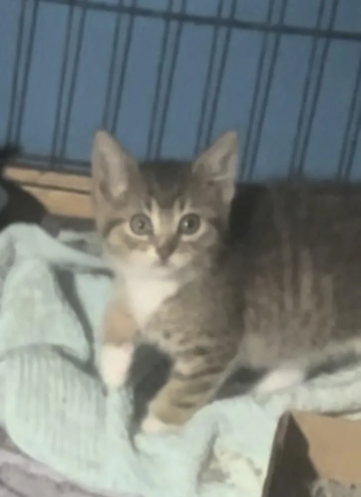 A baby small-sized male Domestic Short Hair cat named Ghost for adoption in Anoka, MN