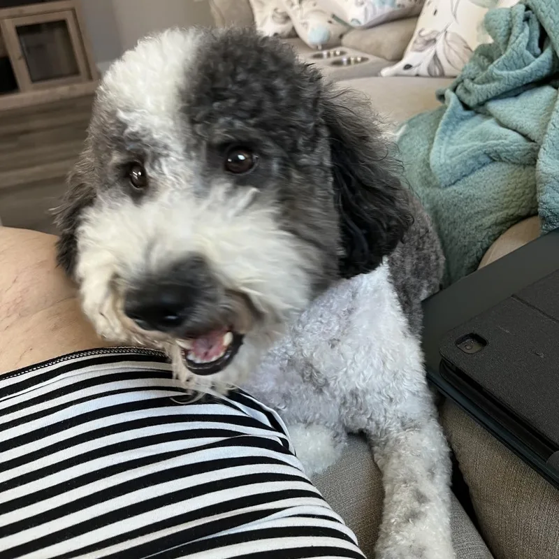 A senior medium-sized male Black Poodle dog named Shiloh for adoption in North Myrtle Beach, SC