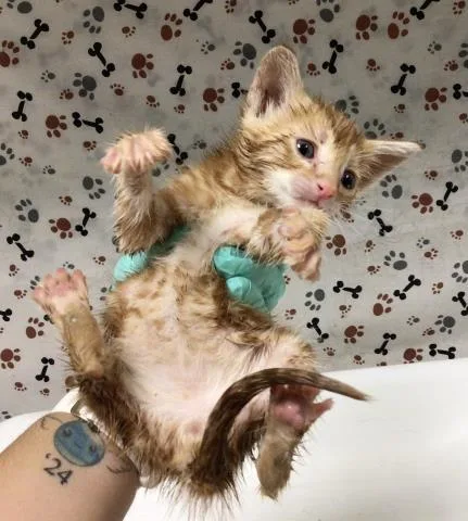 A baby small-sized male Domestic Short Hair cat named Edd for adoption in Riverside, CA