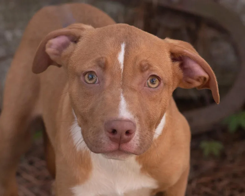 A baby medium-sized male Terrier dog named Hunter for adoption in Southaven, MS