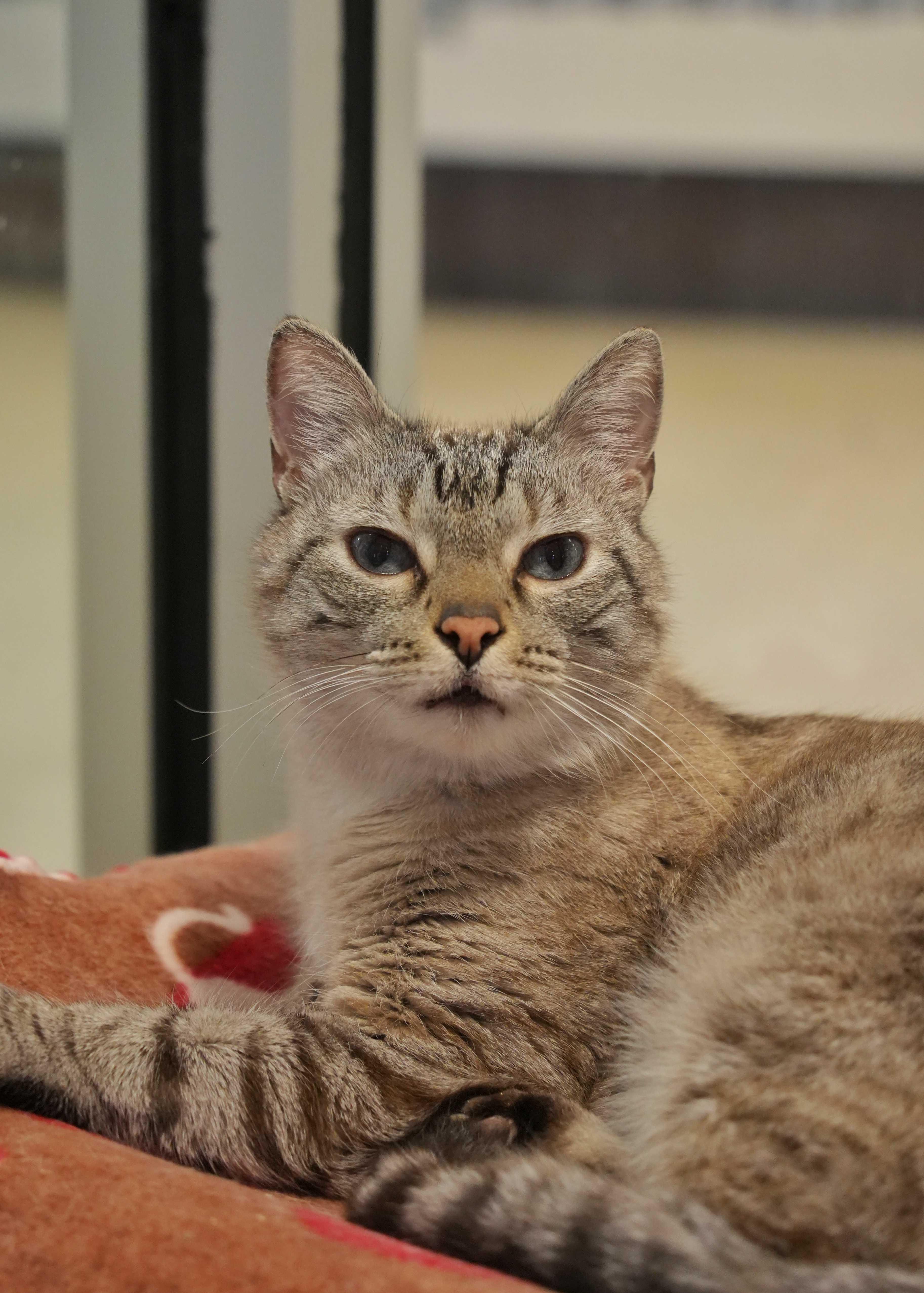 A senior medium-sized male Cream Point Siamese cat named Casper for adoption in Aiken, SC