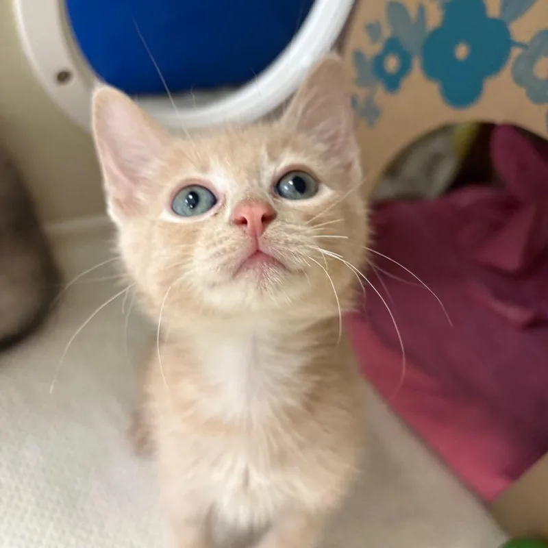 A baby small-sized male Orange / Red Domestic Short Hair cat named Kai Wachi for adoption in West Olive, MI