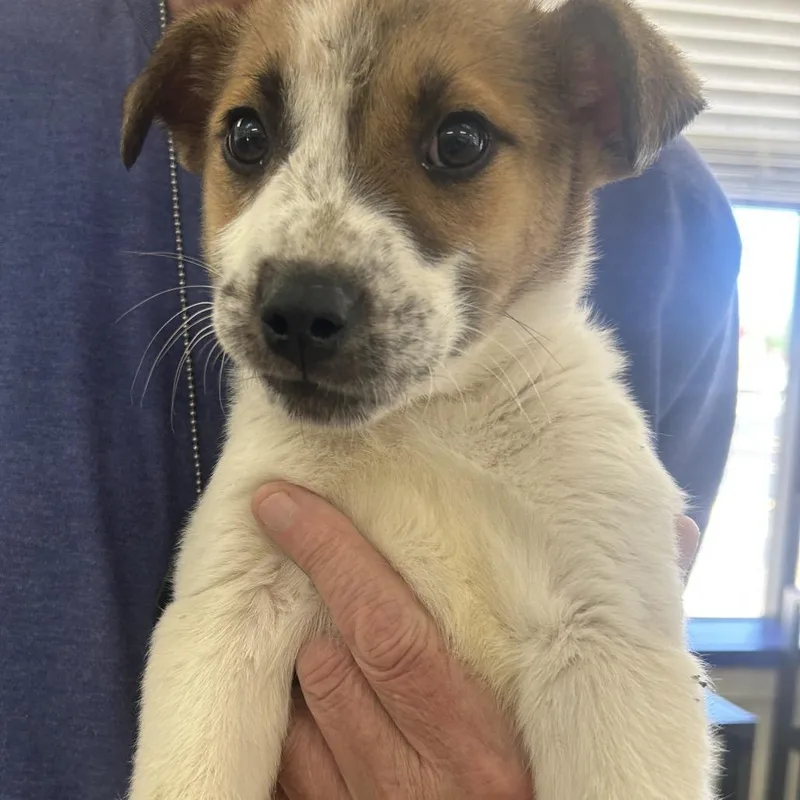 A baby small-sized male White / Cream Australian Cattle Dog / Blue Heeler dog named Kentucky for adoption in Tulsa, OK