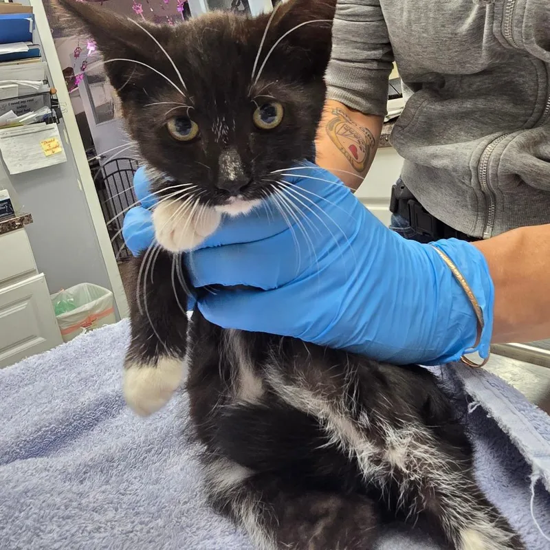 A baby small-sized male Black Domestic Medium Hair cat named Todd for adoption in Fort Bragg, CA