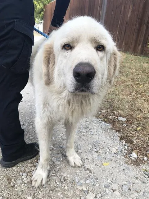 A young large-sized male Great Pyrenees dog named Pelos for adoption in Dallas, TX