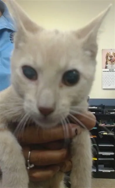 A baby small-sized male Domestic Short Hair cat named Willy for adoption in Miami, FL