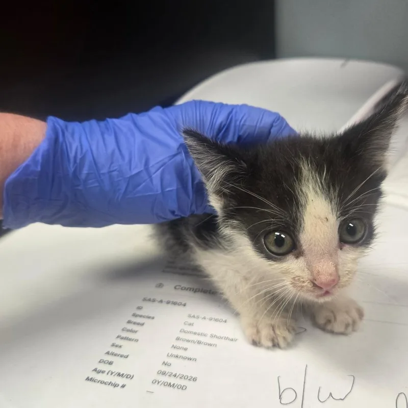 A baby small-sized male Domestic Short Hair cat named Mason for adoption in Milton, FL
