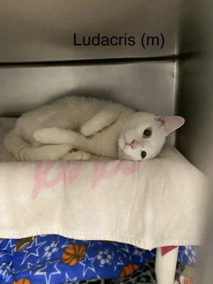 Ludacris
