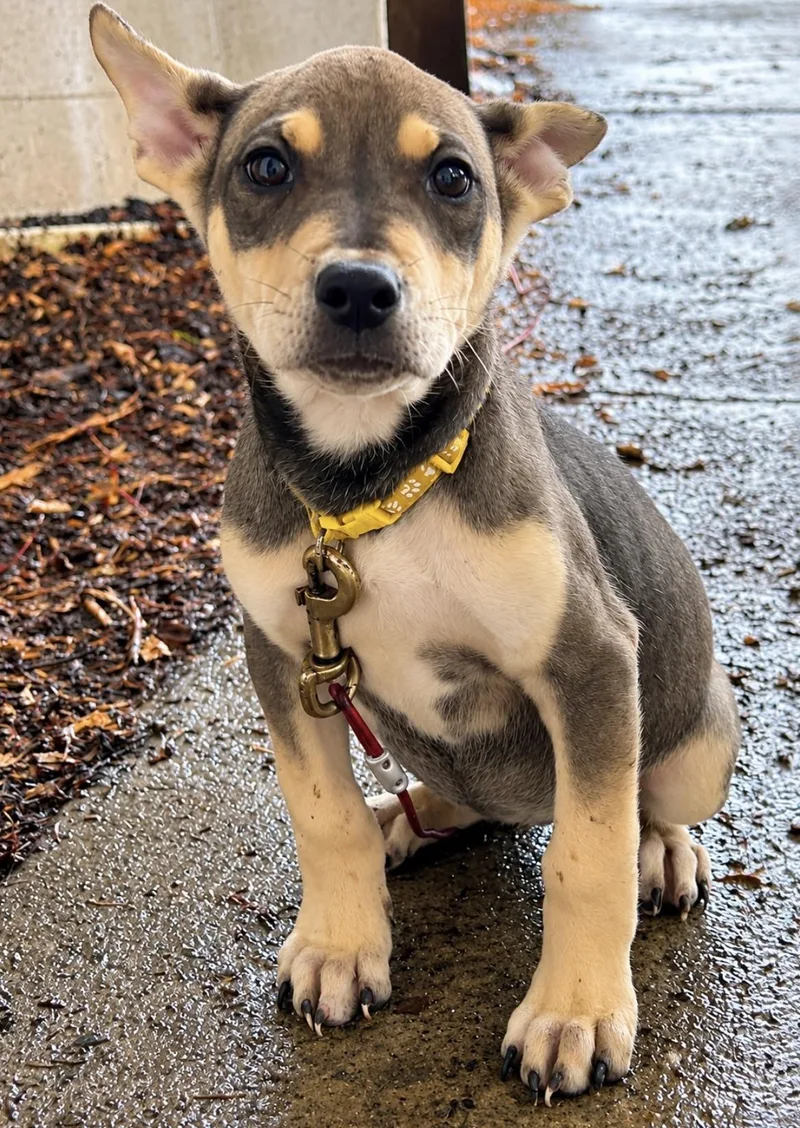 A young medium-sized female Pit Bull Terrier dog named Frost for adoption in Tigard, OR