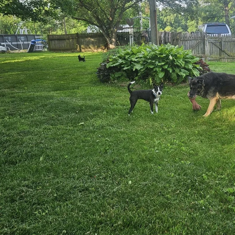 An adult small-sized female Black Boston Terrier dog named Cricket for adoption in High View, WV