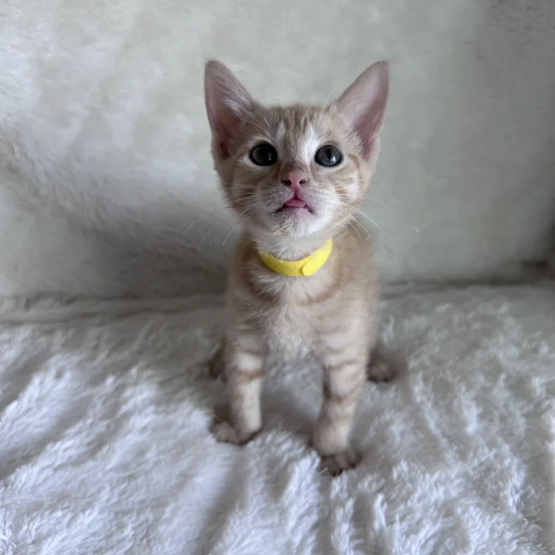 A baby medium-sized female Tabby (Orange / Red) Domestic Short Hair cat named Sergeant Snuggles for adoption in Bryan, TX