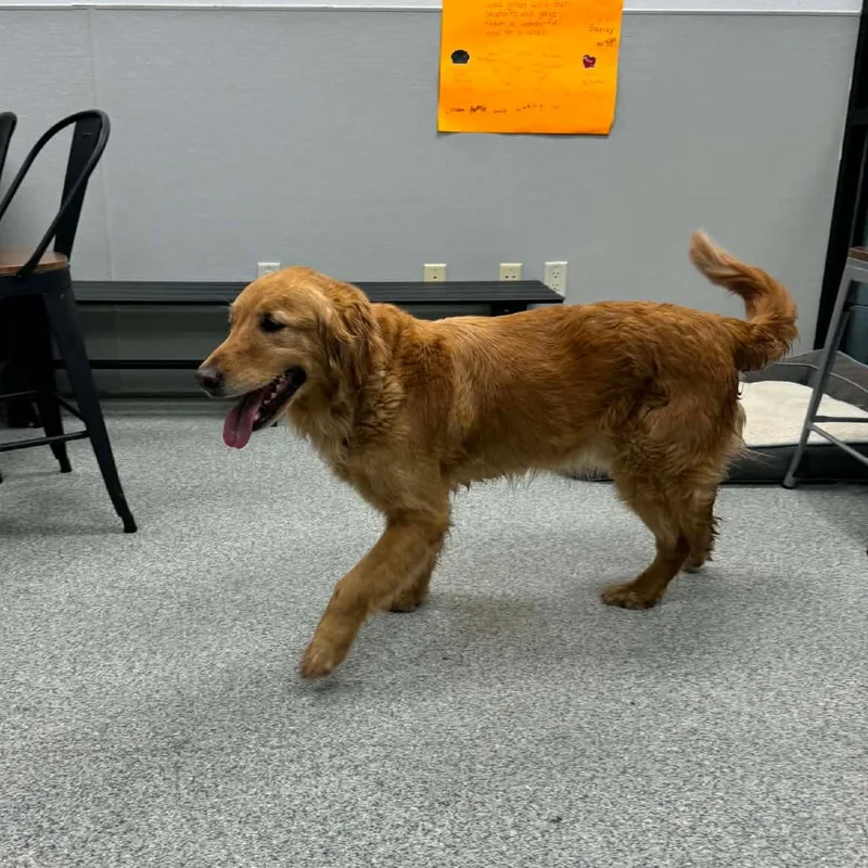 An adult large-sized male Golden Retriever dog named Big Mac for adoption in Monticello, IA
