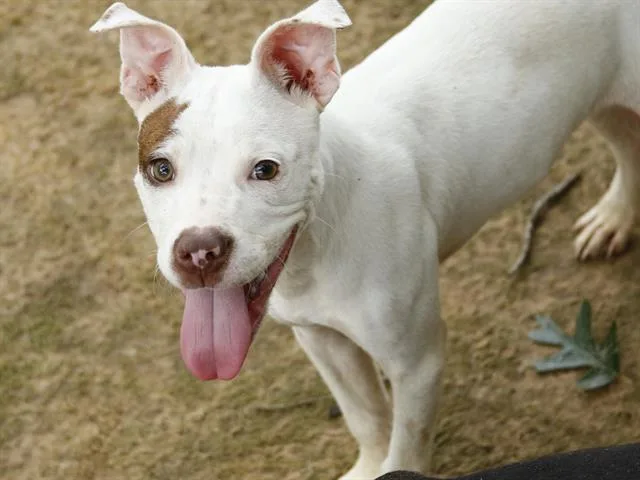 A young small-sized male American Staffordshire Terrier dog named Cosmo for adoption in Tallahassee, FL