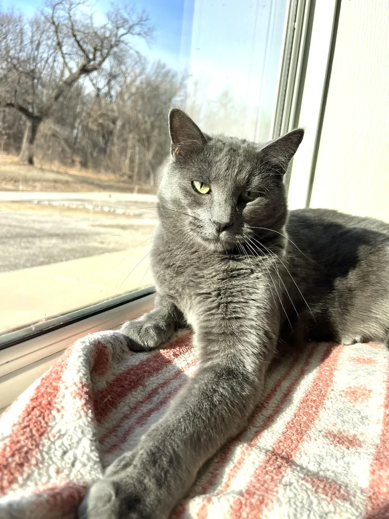 An adult large-sized male Gray / Blue / Silver Domestic Short Hair cat named Apollo for adoption in Geneseo, IL
