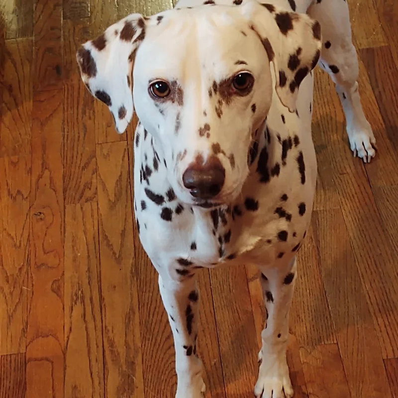 Pippalexington  Nc thumbnail 2