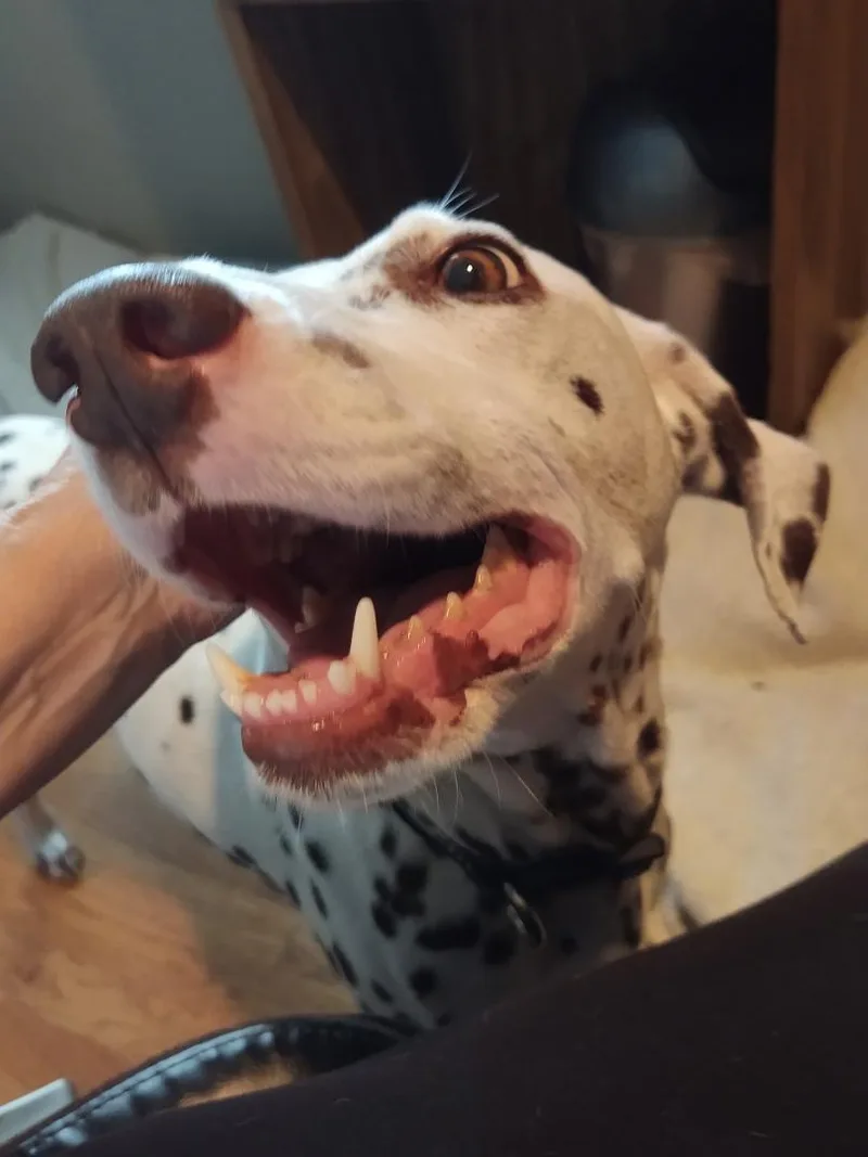 Pippalexington  Nc thumbnail 3