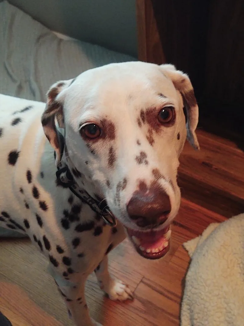 Pippalexington  Nc thumbnail 5