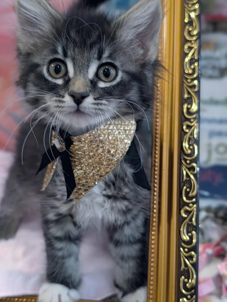 A baby small-sized female Tabby cat named Purrlor Swift for adoption in Fremont, CA