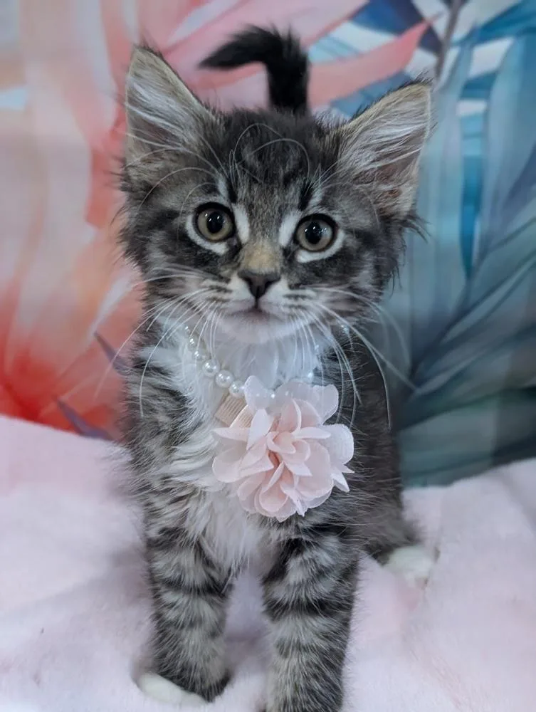 Purrlor Swift thumbnail 2